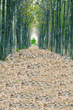 Тропа в папке с осенней листвой