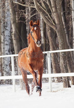 galloping sorrel horse in snow paddock winter sunny day
