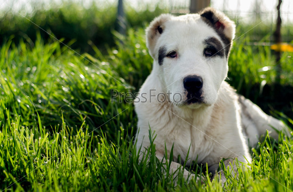 white dog with black dots laying down in grass