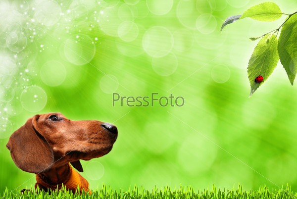 Abstract summer backgrounds with funny dog and defocused bokeh