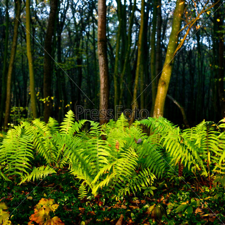 Fern in an autumn forest close up