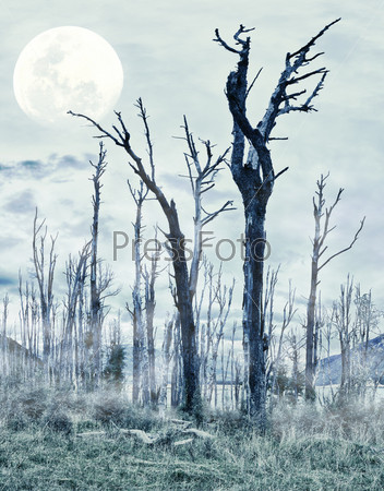 Spooky forest with dry trees and moon
