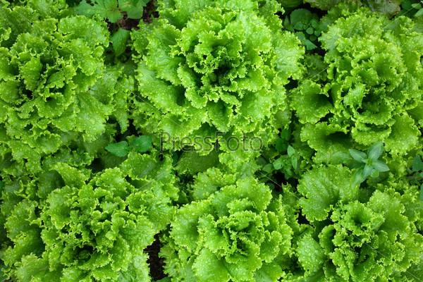 An image of bright fresh green lettuce