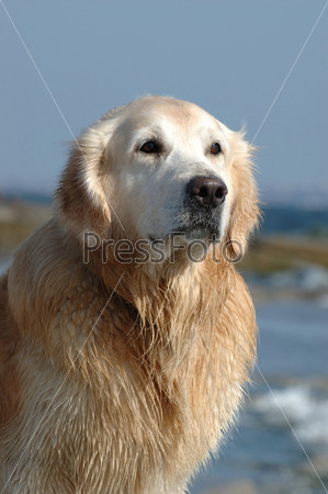 Golden retriever dog at the beach