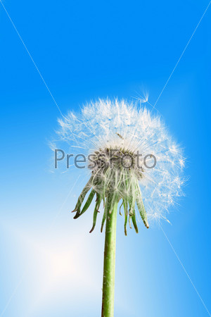 One fluffy dandelion flower on blue sky background as white clouds. Close-up. Studio photography.