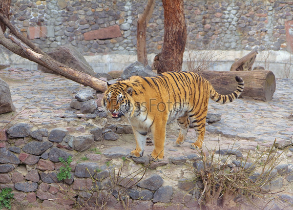 Angry Tiger in the Kyiv Zoo, Ukraine
