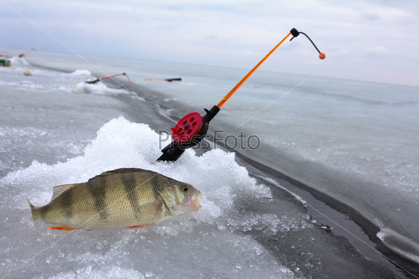 winter ice  fishing on the Baltic Sea .