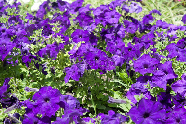Field blue flowers