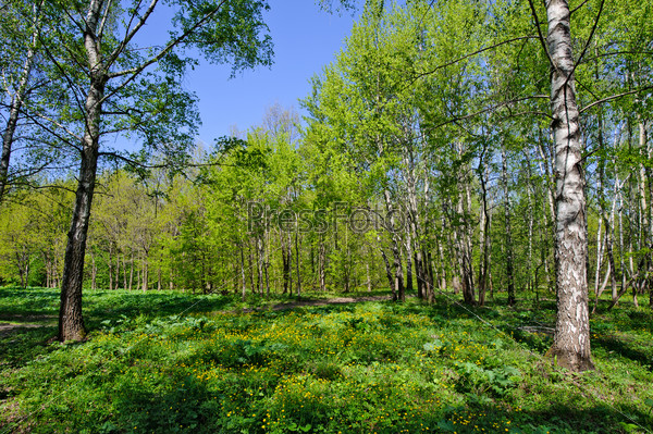 Spring forest with flower glade