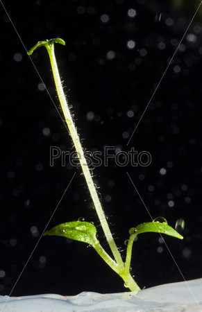 Молодое растение картофеля с каплями воды