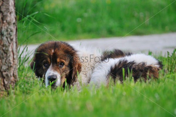 old sick dog lie and sleep on grass