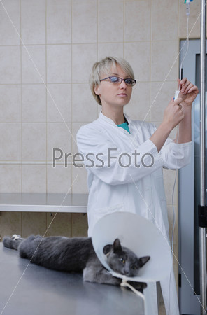 Кошка на лечении в ветеринарной клинике