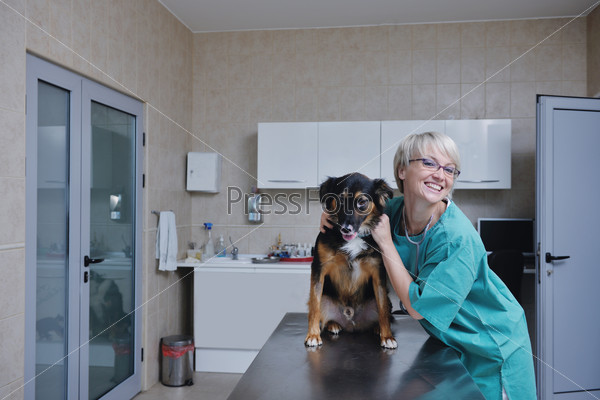 Portrait of a veterinarian and assistant in a small animal clinic at work, stock photo