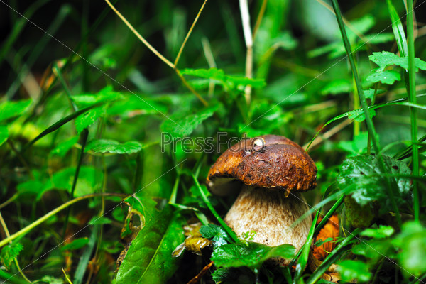 Fresh mushroom healthy eco organic cultivated food outdoor in nature, stock photo
