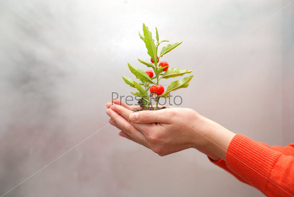 Growth concept with small plant in hand, stock photo