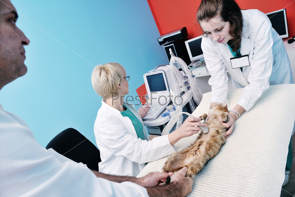 Portrait of a veterinarian and assistant in a small animal clinic at work, stock photo