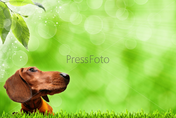 Funny Dog. Abstract spring backgrounds