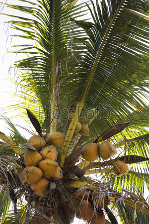 Coconut tree full of coconuts in Maui, Hawaii.
