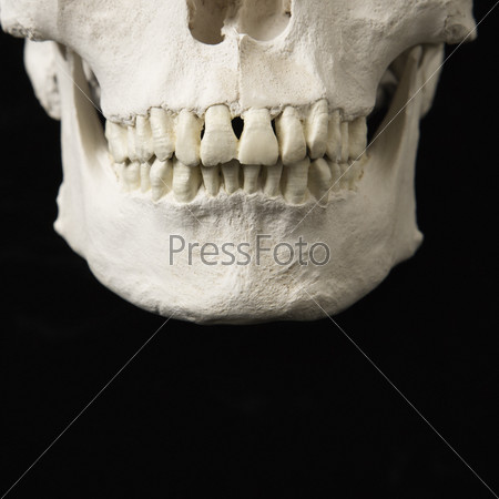 Close up of human teeth on skull on black.