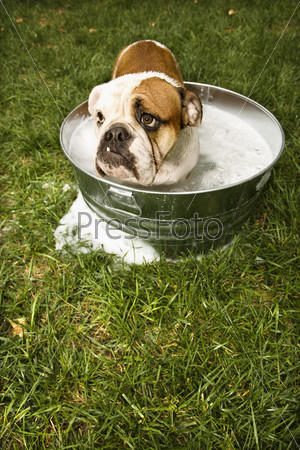 English Bulldog looking out from tub of bath water in yard.