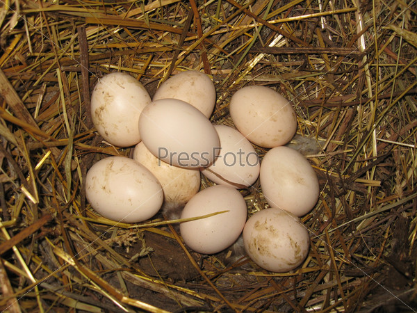 Гнездо из сена с куриными яйцами