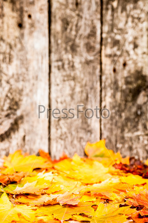 Autumn border from fallen maple leaves against old wooden background