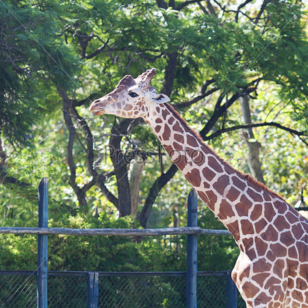giraffeÃ?Â in an open cage at the zoo
