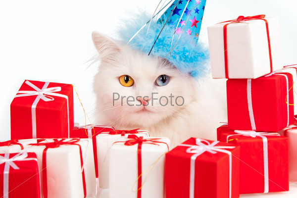 White cat with gifts on a white background
