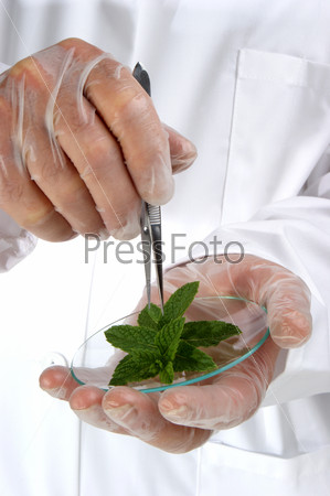 Fresh mint is investigated in the food laboratory