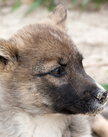 portrait of a puppy in profile