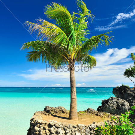 Красивые пальмы на  острове, Филиппины