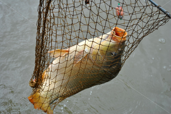 freshly caught carp in a fishing landing net
