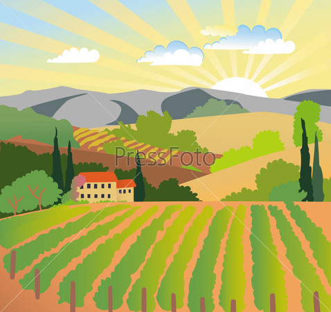 Summer solar rural landscape with a sunset, vineyard and mountains