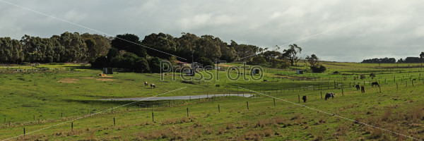 Panorama of horses with covers on green grass at farmland in Victoria, Australia, fence, trees and clouds in background