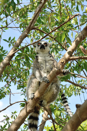 Madagascar\'s Ring-tailed lemur sitting on the tree.