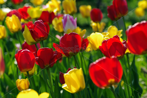 Red and yellow tulips in sunshine.