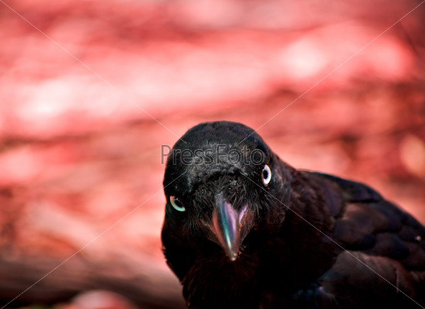 a evil looking crow (australian raven) looks enquiringly into the camera with a hellish background in red
