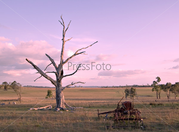 an old piece of machinery and dead tree sit in the paddock as the sky turns a gentle pink at the end of the day