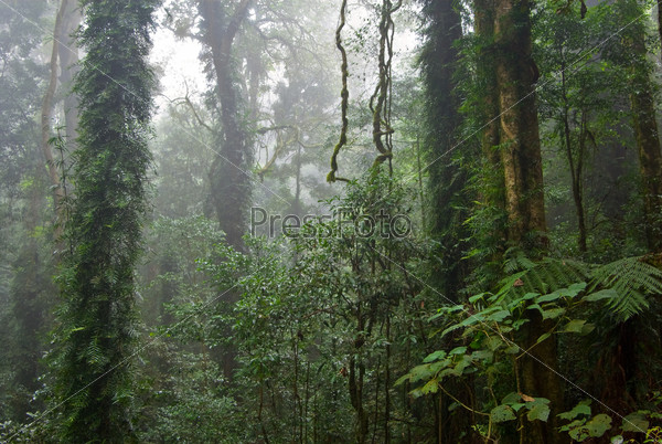 the beauty of nature in the dorrigo world heritage rainforest on a foggy day