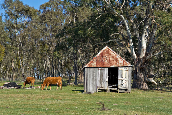 old building and cows on the farm