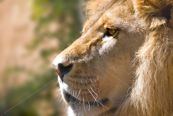 portrait of a lion side view looking of the left