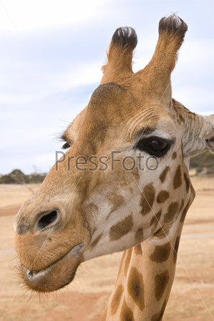 a giraffe up close, at eye level and looking into the camera