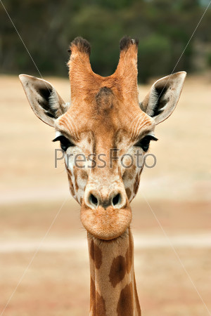 giraffe at eye level