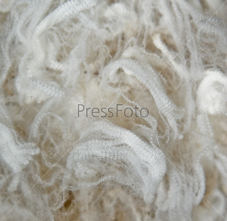 prize winning superfine merino wool as a background image
