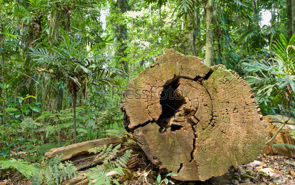 Большое спиленное дерево в тропическом лесу