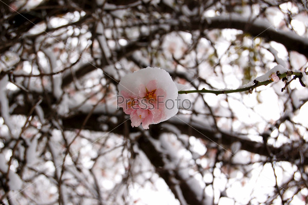 Blooming plum tree covered in snow. The end of the winter season, the beginning of spring.
