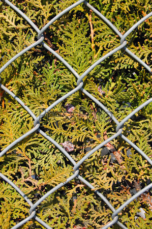 Wire metal fence and fir tree texture