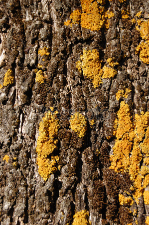 Olive tree trunk with yellow moss fungus. Abstract wood background texture detail.