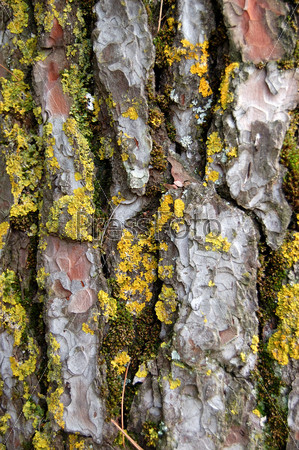 pine tree trunk wood texture