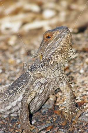 a central bearded dragon a central bearded dragon looking into the camera with head raised back